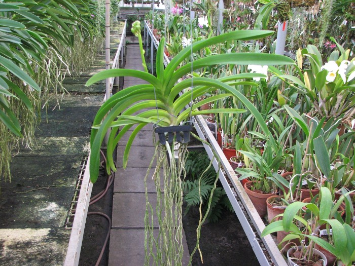 Vanda Boonchoke x Ascocenda Tubtim Velvet.JPG