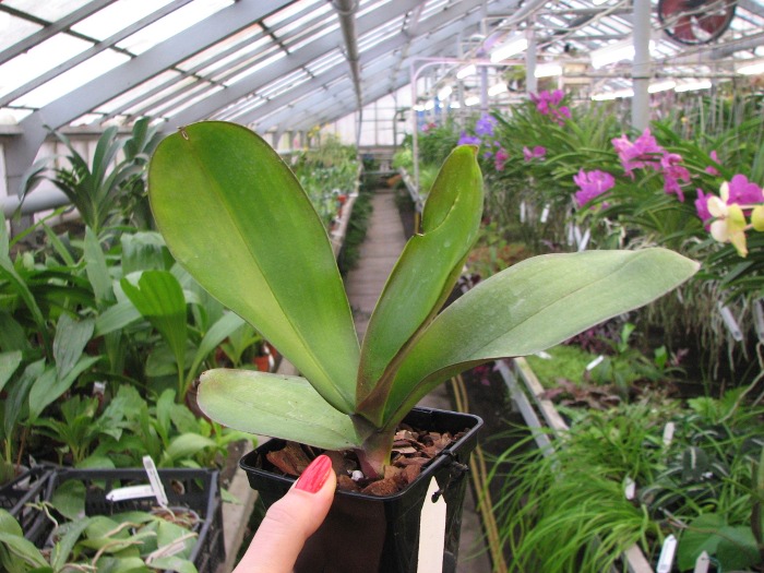 Phalaenopsis stuartiana (Yellow Strain).JPG