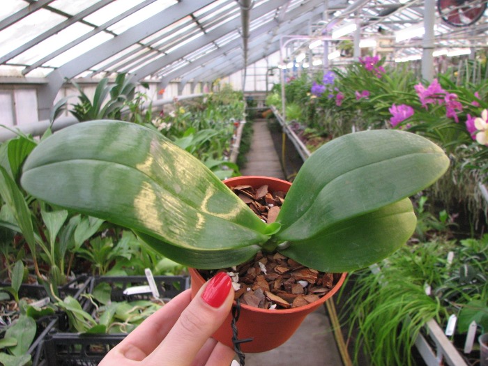 Phalaenopsis Mituo Sun x Phalaenopsis Prima B.B..JPG