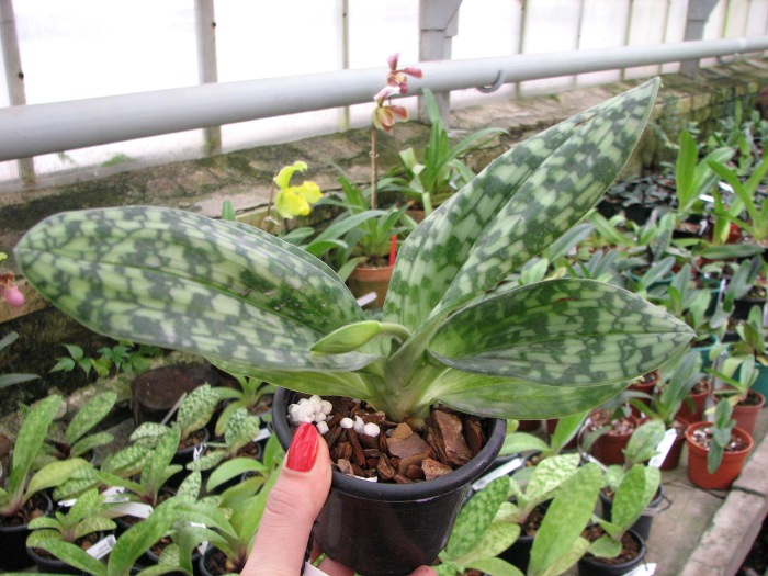 Paphiopedilum Maudiae alba.JPG