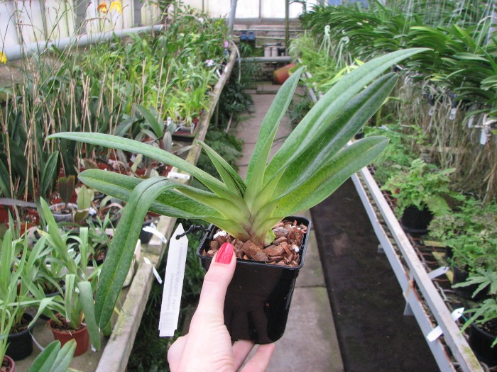 Paphiopedilum Dollgoldi (armeniacum x rothschildianum).JPG