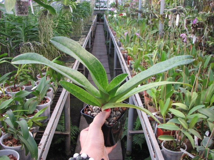 Paphiopedilum Susan Booth x Paphiopedilum Black Stallion.JPG