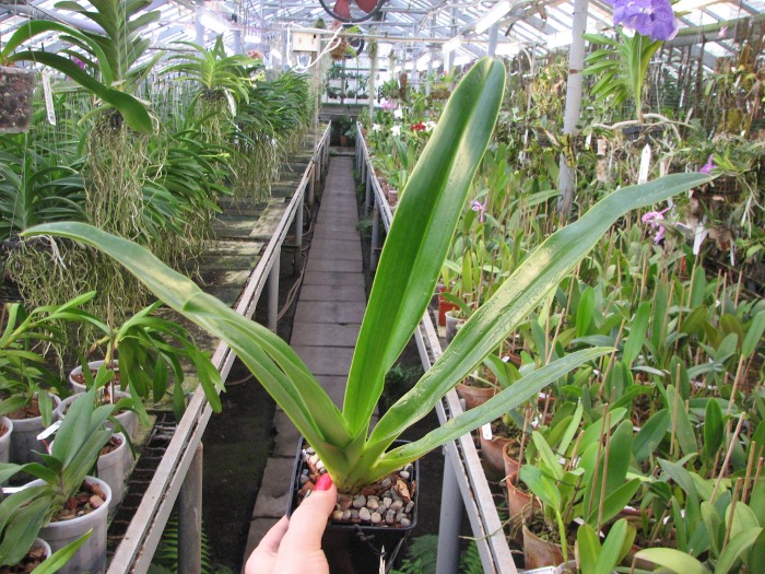 Paphiopedilum sanderianum 'Show Shan' x Paphiopedilum philippinense '9F'.JPG