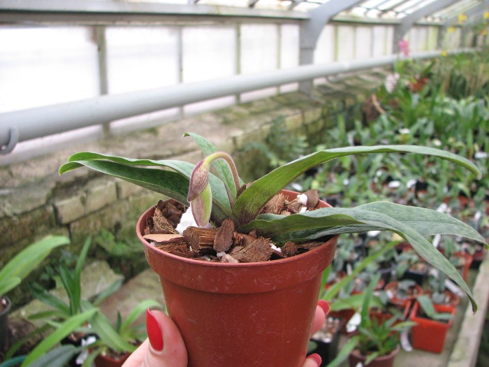 Paphiopedilum bellatulum x spicerianum.JPG
