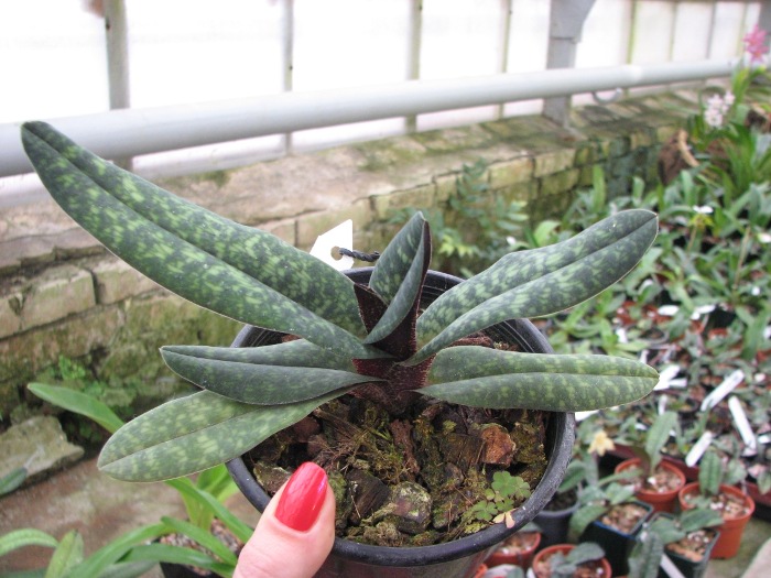 Paphiopedilum Norito Hasegawa (malipoense x armeniacum).JPG