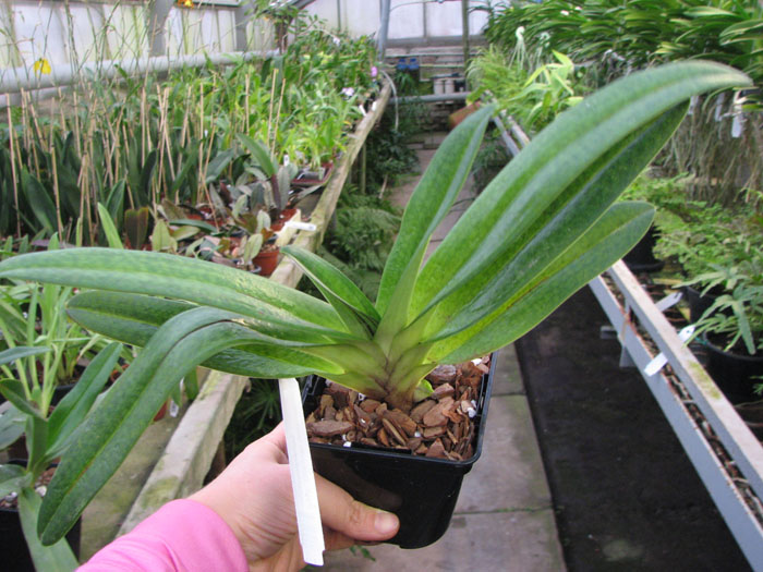 Paphiopedilum Dollgoldi.jpg