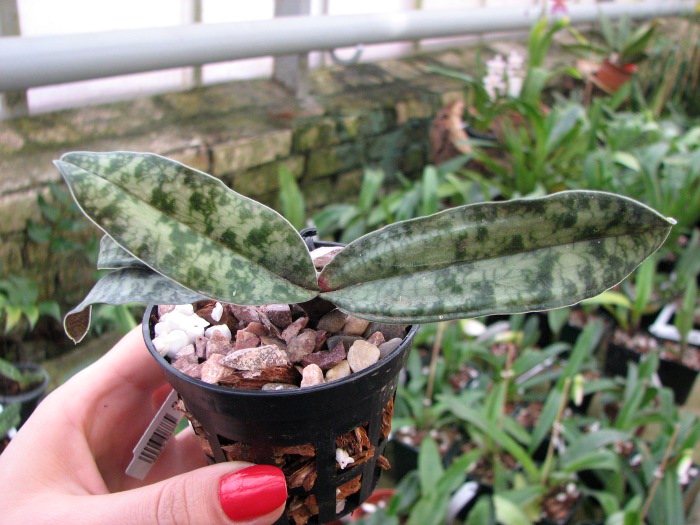 Paphiopedilum vietnamense.JPG