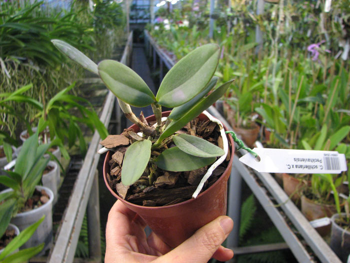 Cattleya schilleriana x Cattleya Peckhaviensis.jpg