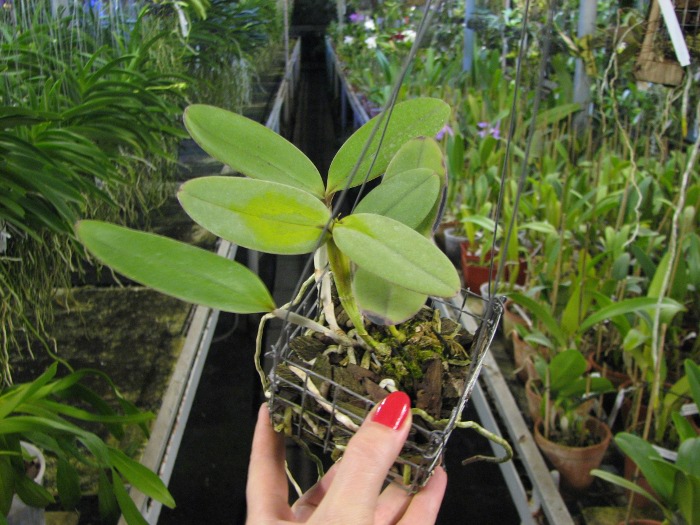 Cattleya schilleriana 'Cleber Munhol' x Cattleya schilleriana 'Pedra do Vento'.JPG