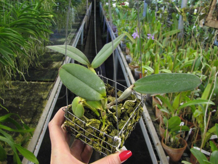 Cattleya schilleriana 'Biriricas' x Cattleya schilleriana 'Olinda'.JPG