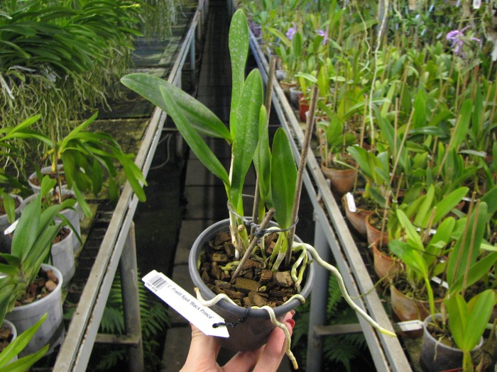 Cattleya Pradit Spot 'Black Prince'.JPG