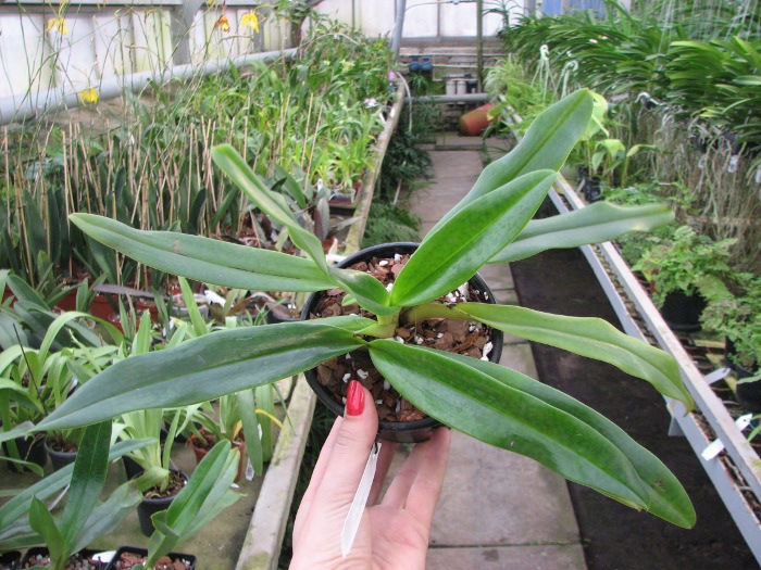 Paphiopedilum emersonii.JPG