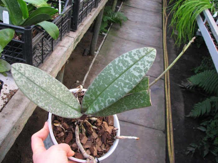 Phalaenopsis Philadelphia.jpg
