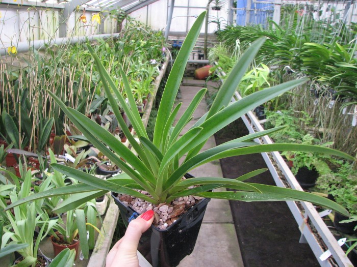 Paphiopedilum exul.JPG