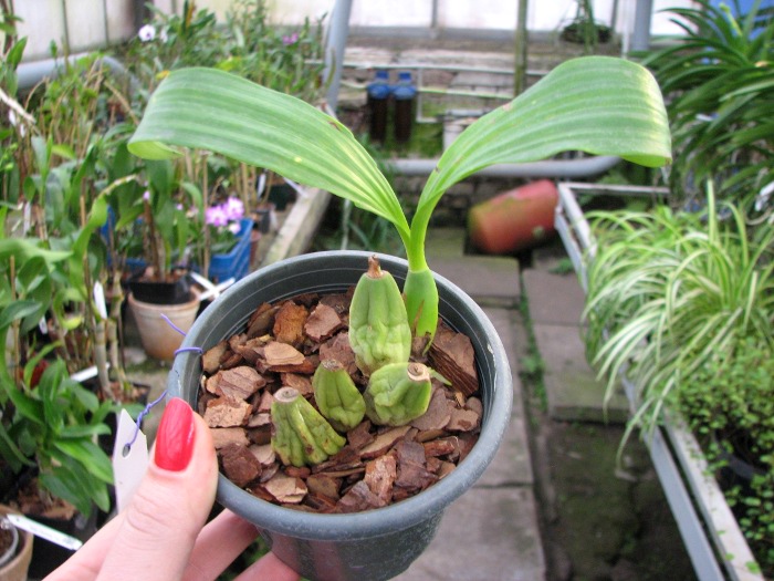 Coelogyne chloroptera.JPG