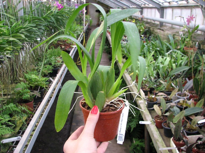 Miltassia C.M. Fitch 'Izumi'.JPG