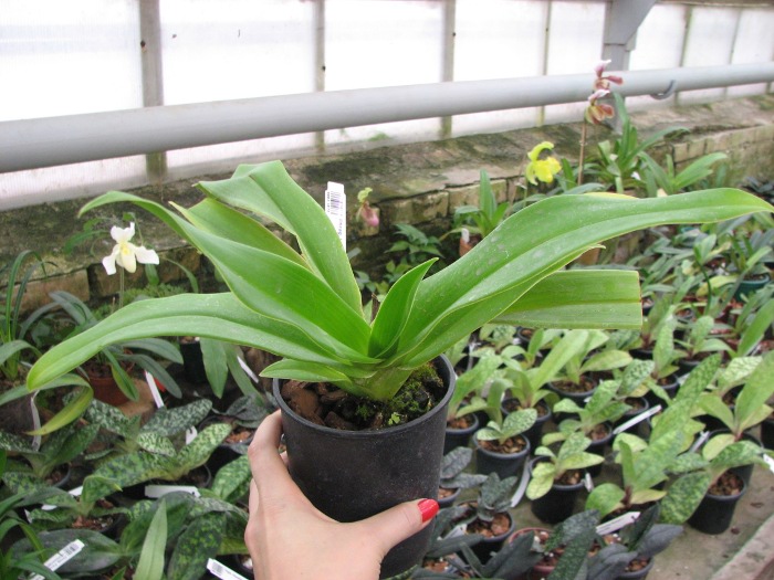 Phragmipedium Living Fire.JPG