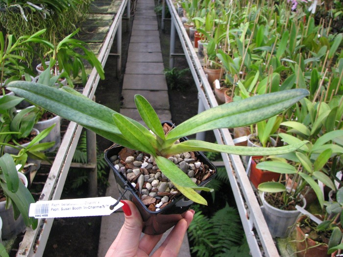 Paphiopedilum bellatulum 'In-Charm' x Paphiopedilum Susan Booth 'In-Charm’.JPG