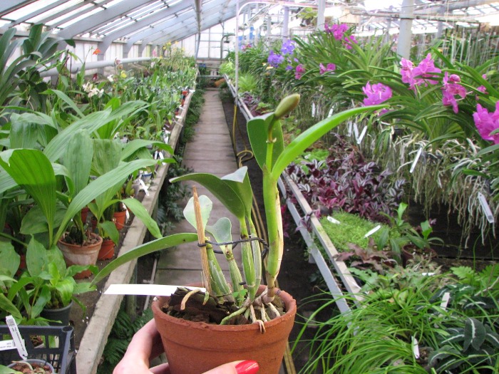 Laeliocattleya Mona Pink 'Hiromi' (Lc. Pri Pri x L. Mini Purple).JPG