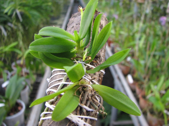 Haraella retrocalla.JPG