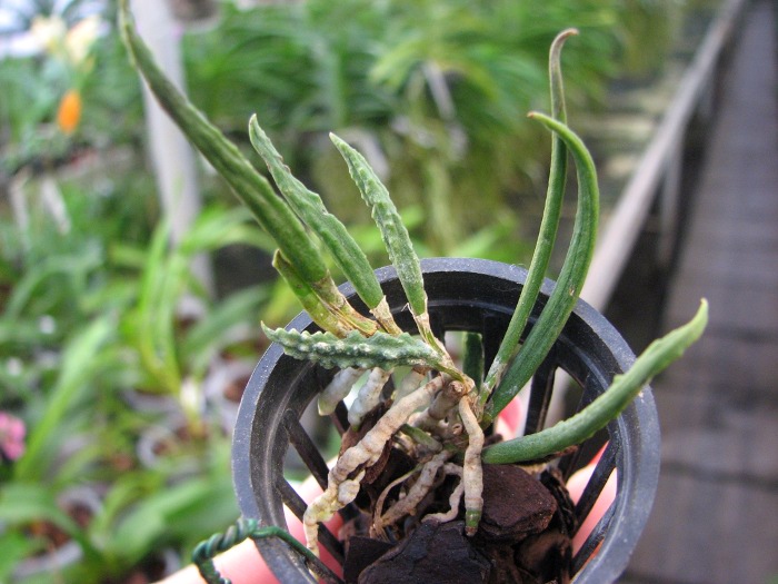 Dendrobium cucumerinum.JPG
