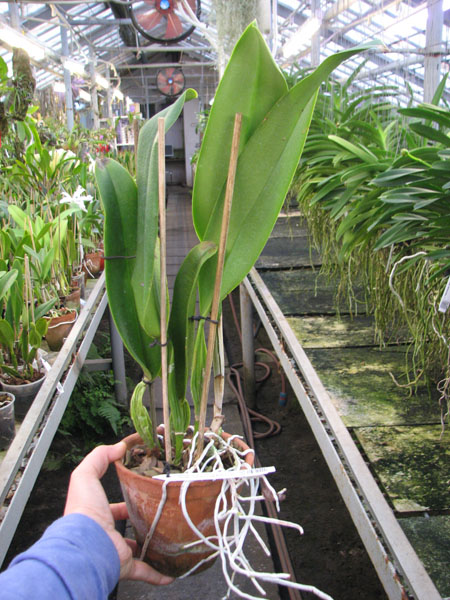 Rhyncholaeliocattleya Taichung Beauty 'Chi-Ming' (Brassolaeliocattleya Pamela Finney x Potinara Elegant Dancer).jpg