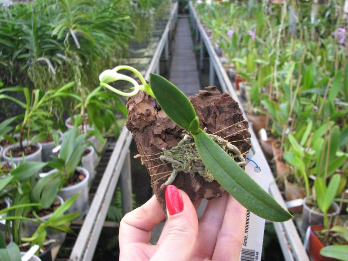 Amesiella monticola.JPG