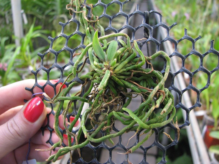 Chiloschista lunifera.JPG