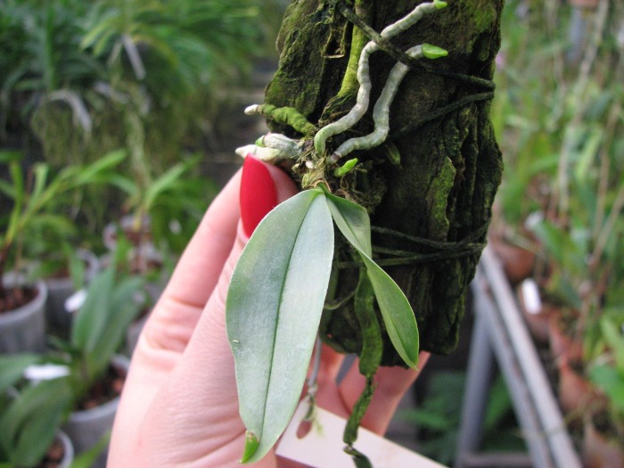 Phalaenopsis parishii.JPG
