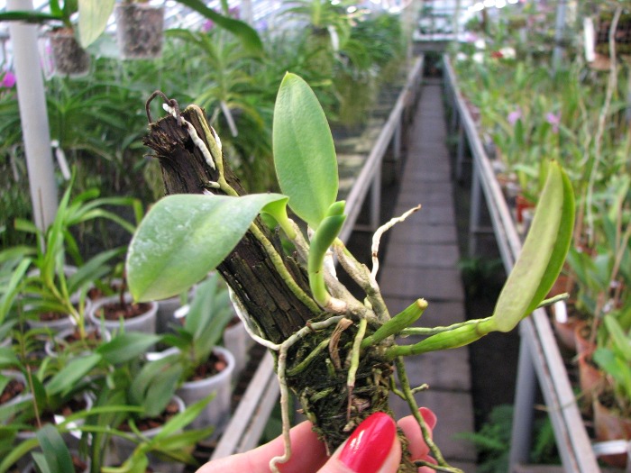 Laelia pumila 'Ruby' (Z-71) x Laelia pumila 'Black Diamond'.JPG
