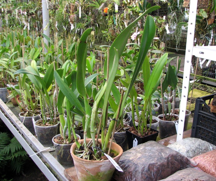 Cattleya warscewiczii sanderiana.JPG