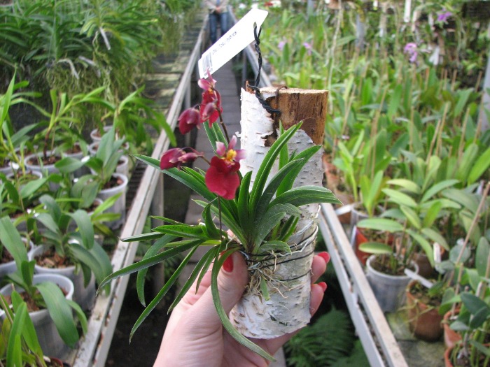 Oncidium (Tolumnia) hybrids.JPG