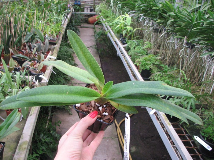 Paphiopedilum Dollgoldi (armeniacum x rothschildianum).JPG