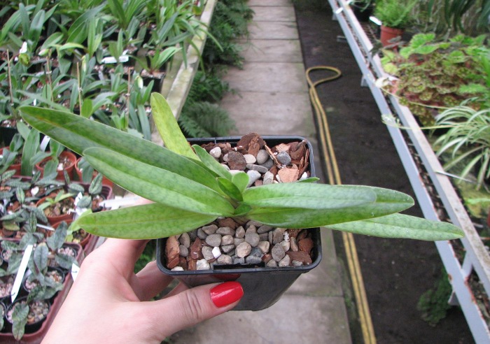 Paphiopedilum bellatulum 'In-Charm' x Paphiopedilum Susan Booth 'In-Charm’.JPG