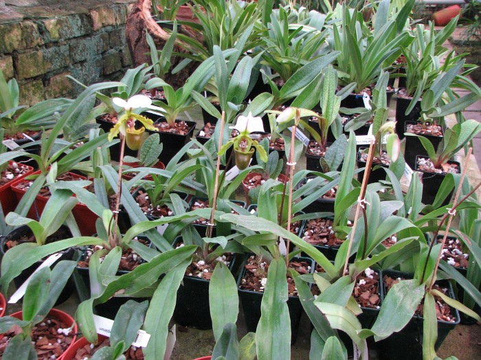 Paphiopedilum spicerianum.JPG