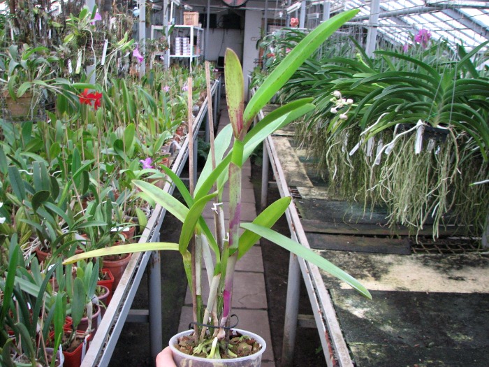Laelia tenebrosa x Cattleya Penny Kuroda 'spots'.JPG