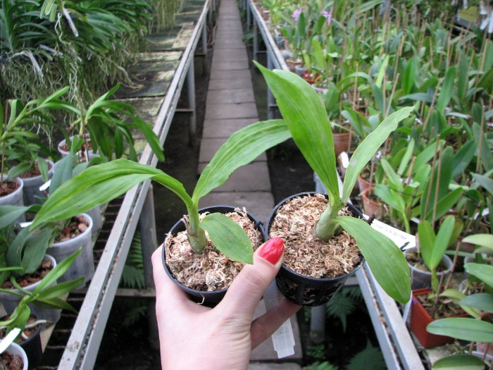 Catasetum Susan Fuchs 'Sun Face'.JPG