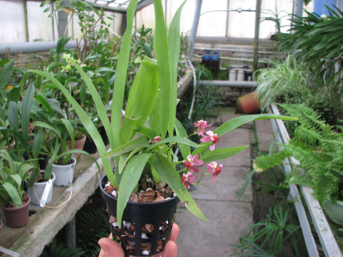 Oncidium Twinkle 'Red Fantasy'.jpg