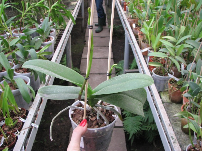 Phalaenopsis Elegant Wibi Soerjadi.JPG