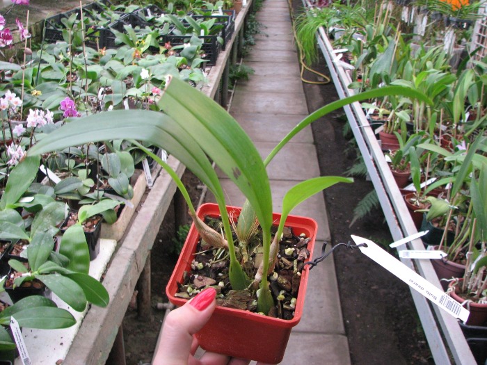 Bulbophyllum dearei.JPG
