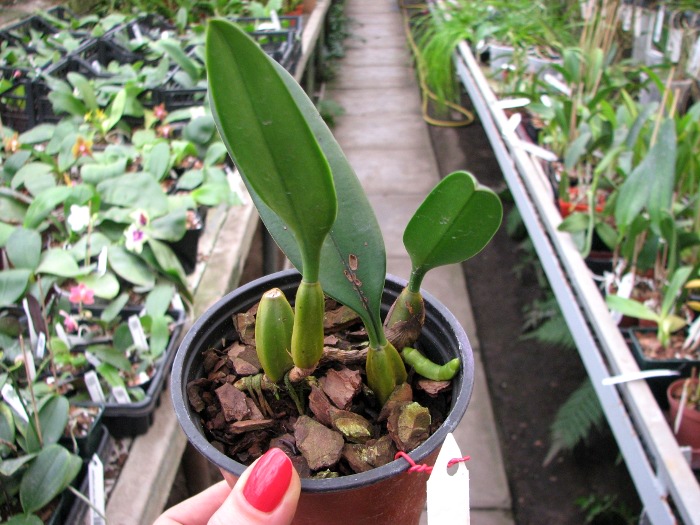 Bulbophyllum Elizabeth Ann.JPG