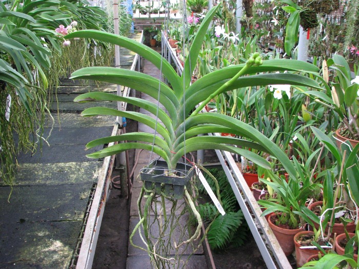 Vanda Kultana Delight x Vanda Fuchs Fortune.JPG