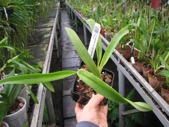 Cattleya maxima var alba 'Koenigin Sylva'.jpg
