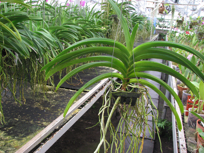 Ascocenda Butterfly x Vanda Srakaew.jpg