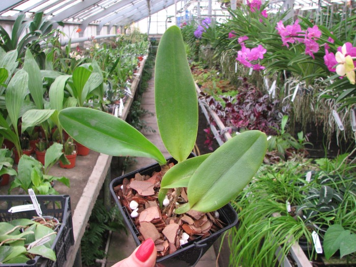 Brassolaeliocattleya Mystic Isles 'Island Mystic' x Brassocattleya Golf Green 'Hair Pig'.JPG