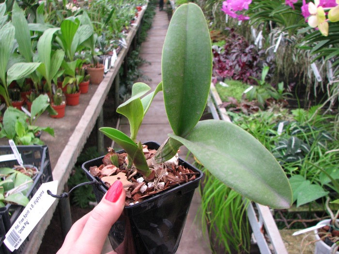 Potinara Free Spirit x Brassavola digbyana 'Uncle Pig'.JPG
