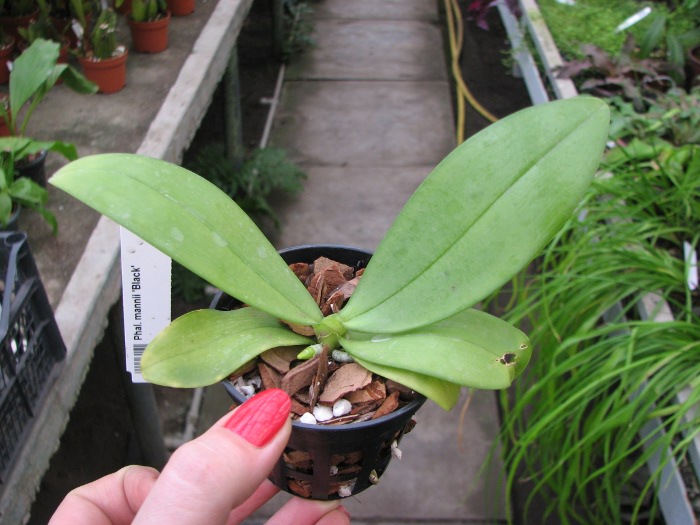Phalaenopsis mannii 'Black'.JPG
