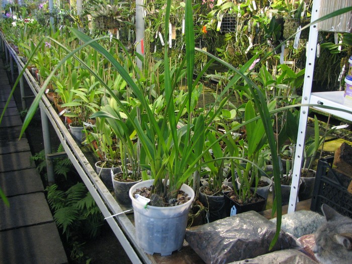 Cymbidium Hazel Fay 'Tangerine'.JPG