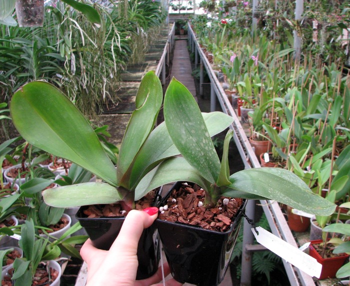 Phalaenopsis stuartiana (Yellow Strain).JPG