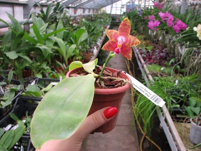 Phalaenopsis amboinensis x Phalaenopsis Penang Girl.JPG